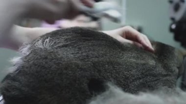 Kuaförde hayvan bakımı, kedi taraması. Doktor kız bir kedinin kürkünü tarakla, saç kesimiyle tırmalıyor. Safkan bir kedi için güzellik salonu