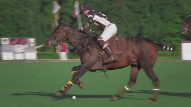 UFA RUSIA - 05.09.2021: Partido en un caballo en un club de polo. El jinete patea la bola blanca en la hierba. El jugador golpea la pelota con un palo de madera al polo — Vídeo de stock