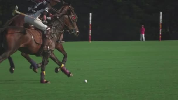 UFA RUSSIA - 05.09.2021 : Match à cheval dans un club de polo. Deux coureurs font un coup sur une balle blanche sur l'herbe verte — Video