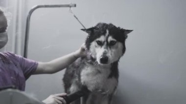 Bakımcı, kabukluların tüylerini kurutur. Kuaför, banyoda yıkandıktan sonra kuaför köpeğinin tüylerini kurutur. Güzellik salonunda hayvan bakımı