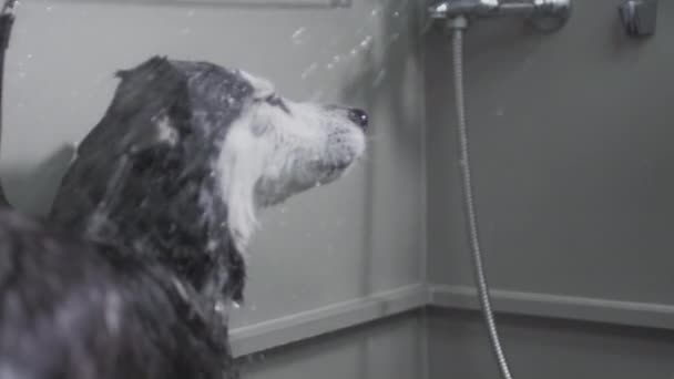 Husky schudt zijn lichaam, dumpt water uit de vacht. Spatten en druppels vliegen. Schoonheidssalon voor dieren en honden, verzorging. Hondenbont. Langzame beweging — Stockvideo