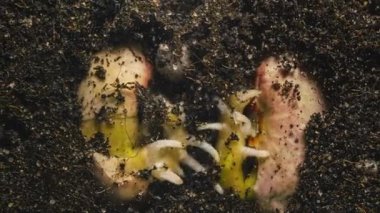 Zaman aşımı: Toprakta filizlenen bir fasulye tanesi. Yeni doğan tohumu tarım serasında büyüyor. Bahçe eko-gıda mikro yeşillikleri