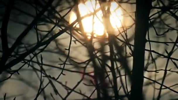 Magie slunce skrze větve — Stock video