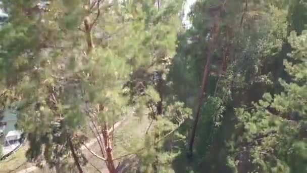 Span through pine trees on a drone to expensive yachts — Stock Video