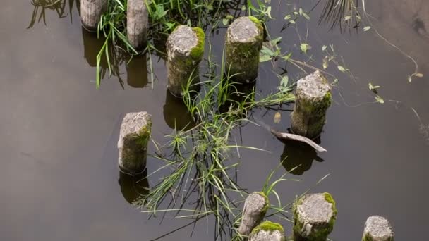 Wooden Pier Jetty — Stock Video