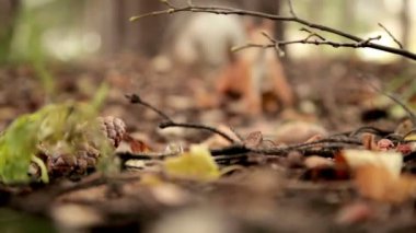 Sincap sarsın sonbahar ormandaki sıra.