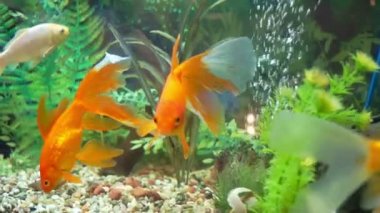 Akvaryumda bir sürü altın balık var.
