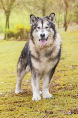 Alaskan Malamute bir parkta