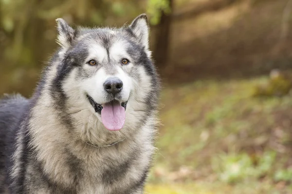Alaskan Malamute bir parkta