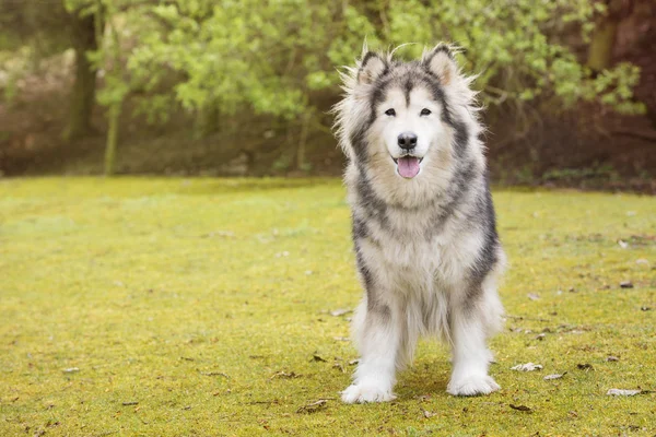 Από την Αλάσκα Malamute σε ένα πάρκο — Φωτογραφία Αρχείου