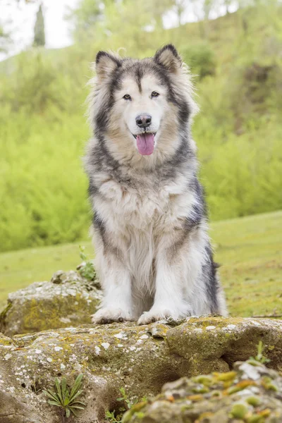 Από την Αλάσκα Malamute σε ένα πάρκο — Φωτογραφία Αρχείου