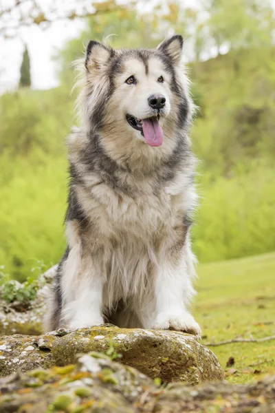 공원에서 Malamute 알래스카 — 스톡 사진