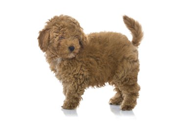 kaniş köpek yavrusu