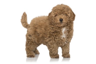 kaniş köpek yavrusu