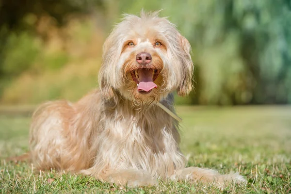 Parktaki köpek — Stok fotoğraf