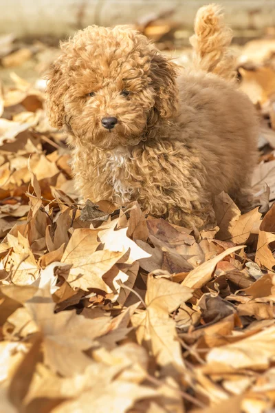 Poodle cachorro —  Fotos de Stock