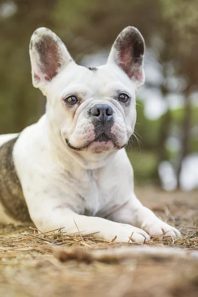 Franse bulldog — Stockfoto