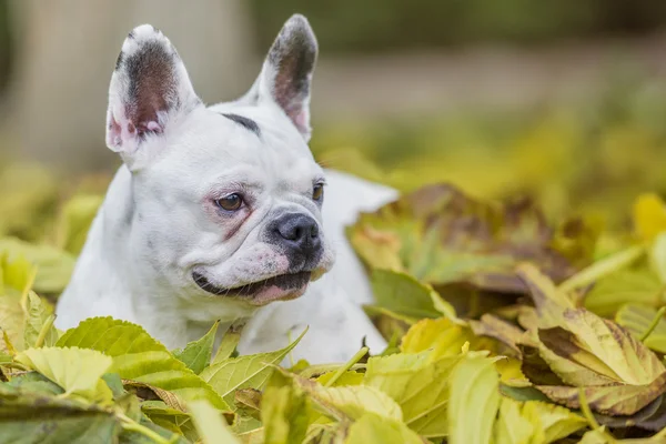 Bulldog francés — Foto de Stock