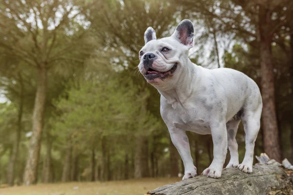 Bulldog francés — Foto de Stock