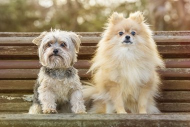 Yorkshire ve pomeranian