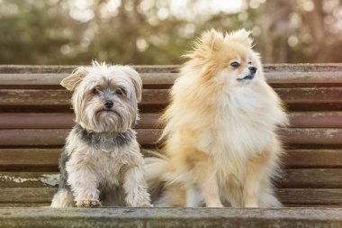 Yorkshire ve pomeranian