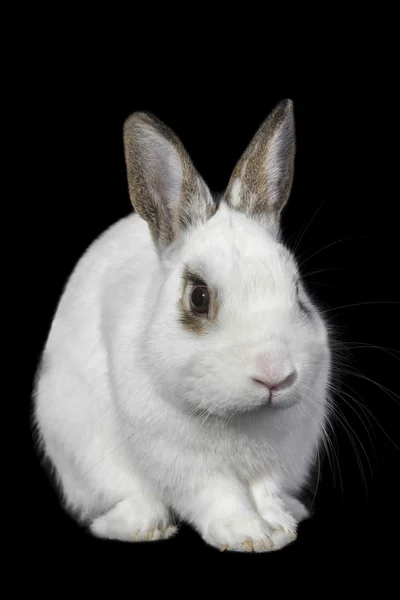 Conejo aislado — Foto de Stock