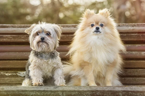 Yorkshire ve pomeranian