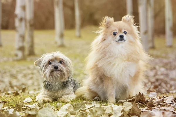 Yorkshire ve pomeranian