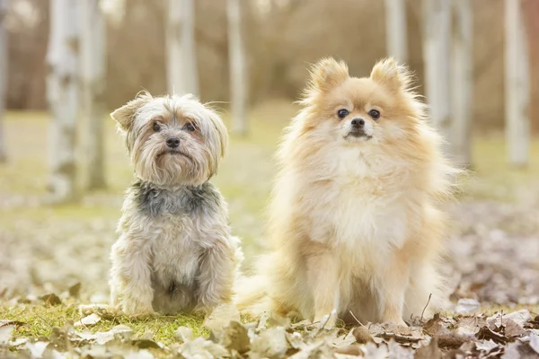 Yorkshire y pomerania — Foto de Stock