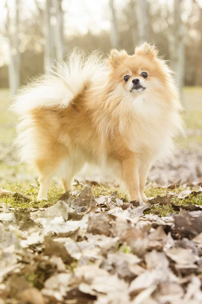 Perro de Pomerania —  Fotos de Stock