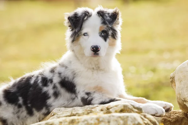 Australische herder — Stockfoto