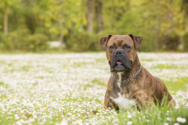 Boxer cão no parque — Fotografia de Stock