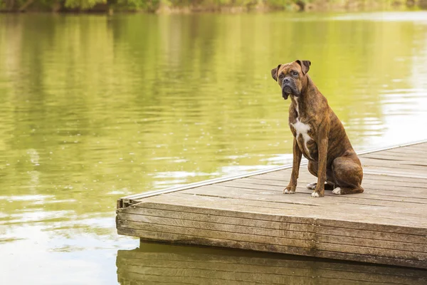Boxer kutya a folyó mellett — Stock Fotó