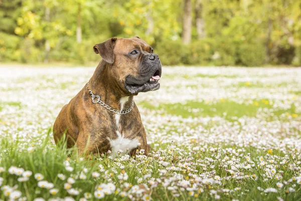 Boxer cão no parque — Fotografia de Stock