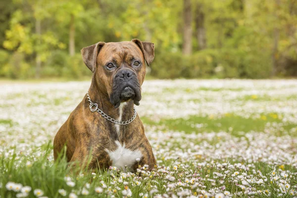Boxer Köpek parkta