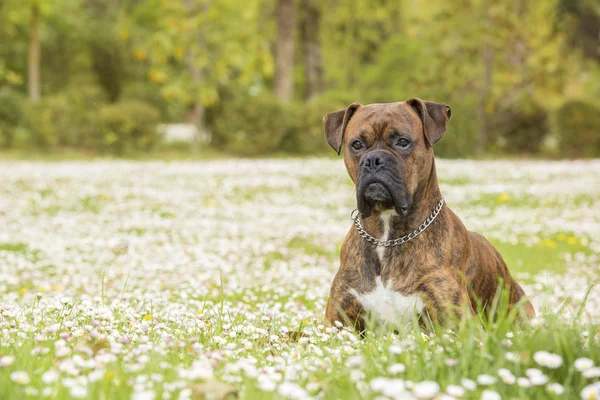 Boxer cão no parque — Fotografia de Stock