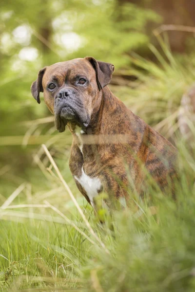 Boxer kutya az erdő — Stock Fotó