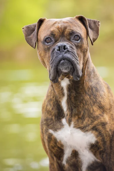 Boxer dog next to the river — Stock Photo, Image
