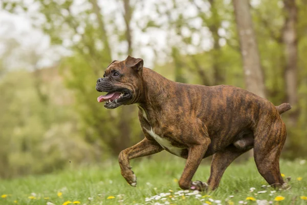 Boxer kutya fut — Stock Fotó