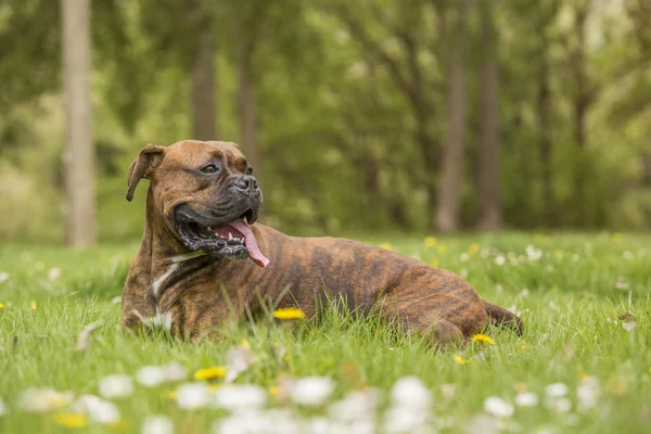 Boxer Hond in het park — Stockfoto