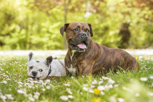 Boxer és a parkban bulldog — Stock Fotó