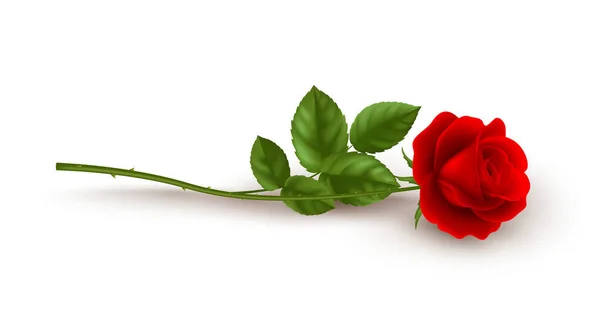 Realistic red rose lying on white background. Vector illustration — ストックベクタ