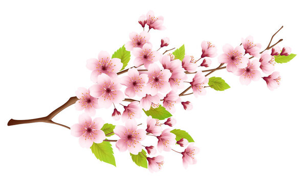 Branch of spring blossoming cherry isolated on white background. Realistic vector illustration