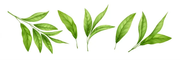 Set van realistische groene thee bladeren en spruiten geïsoleerd op witte achtergrond. Sprig groene thee, theeblad. Vectorillustratie — Stockvector