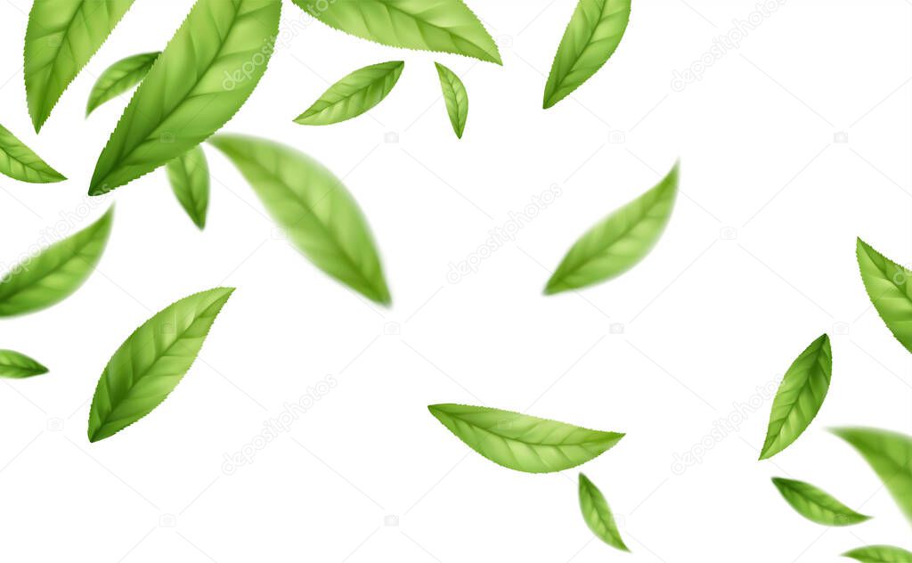 Realistic flying falling green tea leaves isolated on white background. Background with flying green spring leaves. Vector illustration