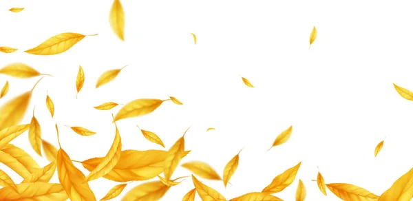 Falling flying autumn leaves background. Realistic autumn yellow leaf isolated on white background. Fall sale background. Vector illustration — Stock Vector