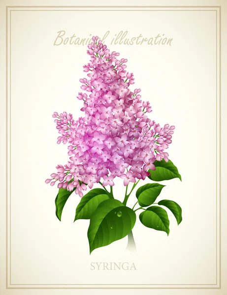 Syringa. Botanical Vector illustration — Stock Vector