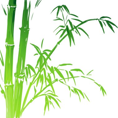 Watercolor Bamboo branches isolated on the white background. Vector illustration clipart