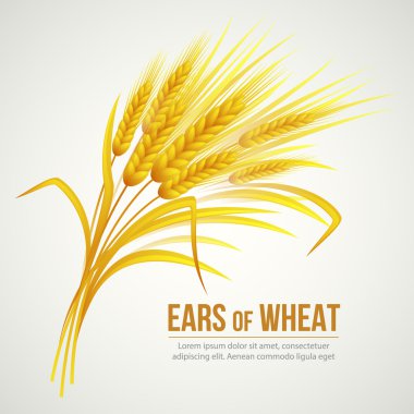 Ears of Wheat. Vector illustration clipart