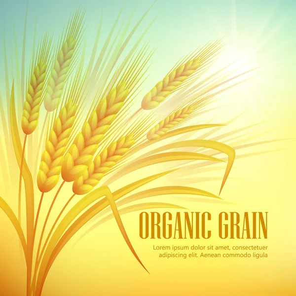 Wheat field  background. Vector illustration — 스톡 벡터